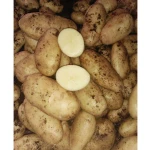 Fresh Big Potato Organic White Potato Yellow Potato