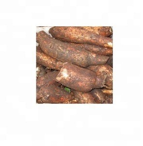 Fresh Cassava,FRESH CASSAVA TUBERS and SWEET TAPIOCA FRESH CASSAVA