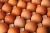 Import Fresh Chicken Eggs, Table eggs white and brown from Canada