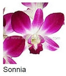 Fresh cut orchids dendrobium sonnia, sonia orchid