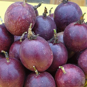 Fresh Dark Purple Passion Fruits Import