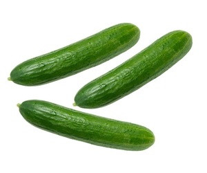 Fresh egyptian Cucumber high quality