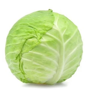 Fresh Green Cabbage with cheap price