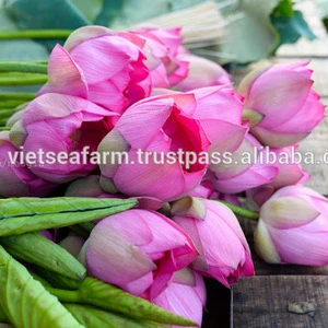 Fresh Lotus Flower from Vietnam - Competitive price