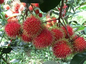 Fresh Rambutans Fruit with high quality and best price from Viet Nam for export 2019