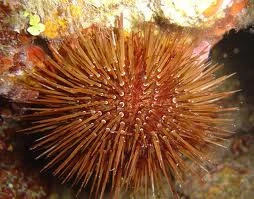 fresh sea urchin