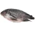 Import Fresh Seafood Fish Tilapia Frozen Whole Tilapia from China