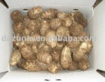 Fresh Taro