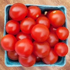 Fresh Tomatoes From South Africa