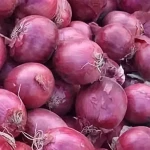 Fresh Vegetables German Small Onion Exporters