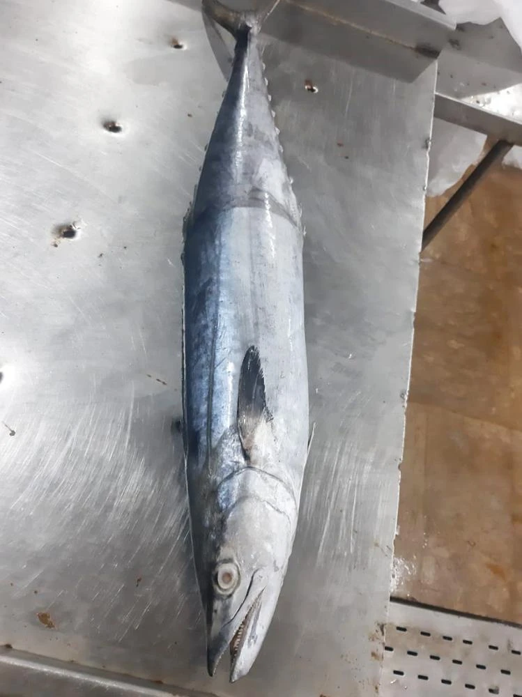 Frozen King Fish (King Mackerel)  Whole