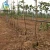 Import fruit tree irrigation system project sample from China
