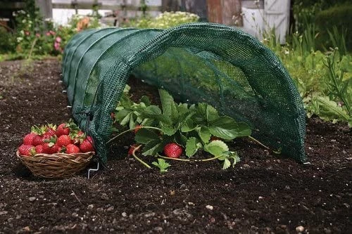 Garden vegetable fruit polytunnel grow tunnel greenhouse poly cloche seedling tunnel