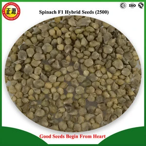Good quality and high yield LS1 F1 hybrid spinach seeds