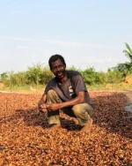 Good quality Dried Grade A Cocoa/ Cacao/ Chocolate bean