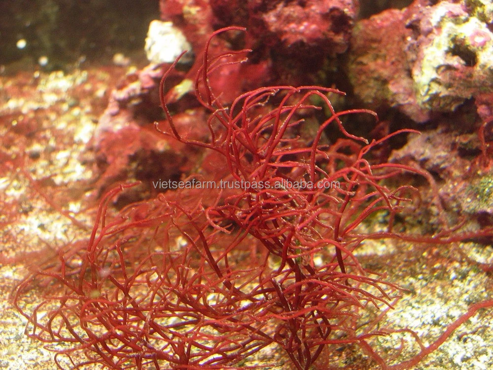 Gracilaria Seaweed from Vietnam with Competitive price
