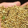 Green Millet | Bajra Low price