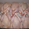 Halal whole frozen chicken
