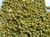 high quality Canned green peas with best price for sale
