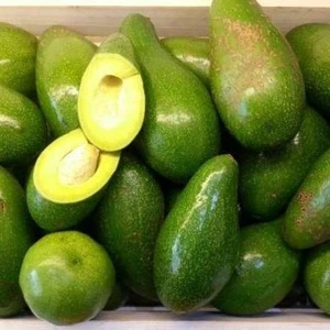 High quality fresh avocado with best price