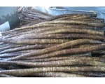 High Quality Fresh Burdock For Sale