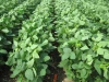 High Quality GMO Soybean SBDM For Making Animal Feed With Fast Delivery