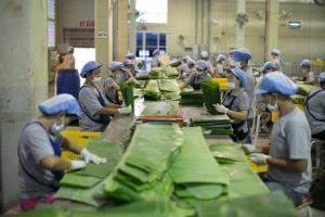 High Quality Origin from Vietnam Frozen Banana Leaf Big Thick for Export