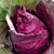 Import HIGH QUALITY Red cabbage,Fresh Purple cabbage FOR SALE,FROZEN,SLICED HIGH QUALITY Red cabbage,Fresh Purple cabbage FOR SALE from South Africa