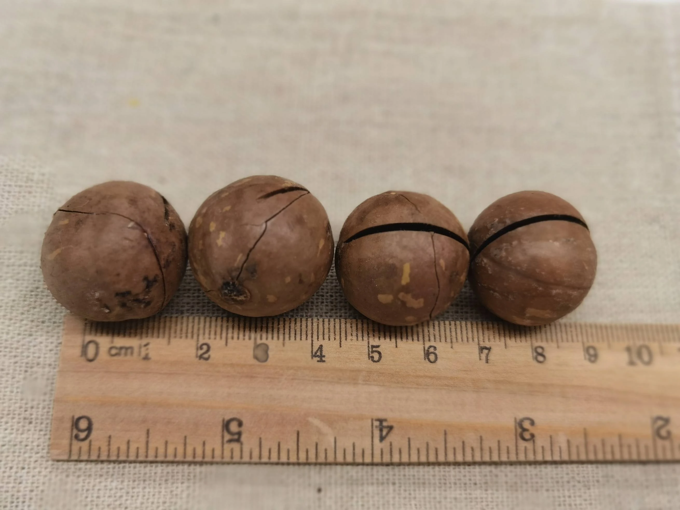 Hot Selling OEM Factory Supply 2020 Crop Chinese High Quality Whole Raw Roasted Macadamia Nut With Cheap Price