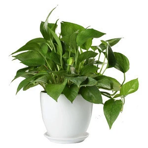 hottest white Christmas cheap plastic flower pots wholesale/ flower planter with high quality