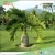 Import indoor large outdoor bonsai trees artificial bottle coconut palm coconut plant nursery types of ornamental plants from China