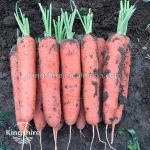 Kingshire Hybrid Long and Uniform Carrot Seedlings F1