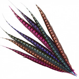 Long size and Beautiful Dyed Lady Amherst Pheasant Feathers for costume designing