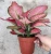 Import Low price wholesale beautiful Aglaonema beauty ornamental live plants real bonsai from China