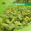 Manufacture Supply Organic Sunflower Kernel