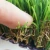 Import Mixed Color Landscaping Artificial Grass For Garden from China
