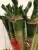 Import Multi-bud Lotus Lucky Bamboo Plant from China