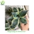 Import Natural colorful Agave live plants from China from China