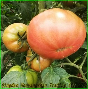 (NEW) 2015 RED TOMATO/ Tomato Fresh