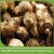 Import New crop fresh taro price for sale/frozen taro and fiji taro form China from China