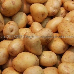 New harvest fresh potato at a low price