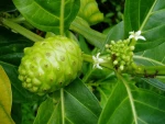 Noni Fruit Powder/ Mekong Herbals