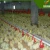 Import poultry farm equipment Pakistan control shed for broiler chicks from China