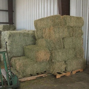Premium Quality Alfalfa Hay at very cheap price / Quality Rhodes Grass Hay