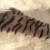 Import Printed Tiger Cat Poly Boa Faux Fur Fabric Hot Sale 4mm Shearling Artificial Wool Fake Fur 100% Polyester Boa Faux Fur from China