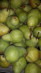 Quality Fresh Sweet Pears on 30% Discount Sale Ready for Export