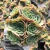 Import real succulent plants natural succulent from China