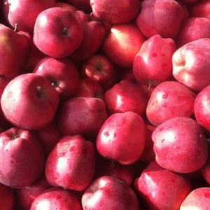 Red Delicious Fresh Apples