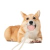 Rena Pet New Fashion Strong Popular Durable Colorful Cotton Rope Chewing Play Toy with TPR
