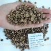 ROBUSTA COFFEE GREEN BEANS HIGH QUALITY R1 Wet Polished / ORIGIN VIETNAM / BEST PRICE